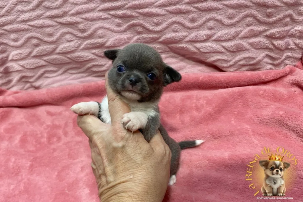 cachorro-chihuahua-lionel-comprar-chihuahua