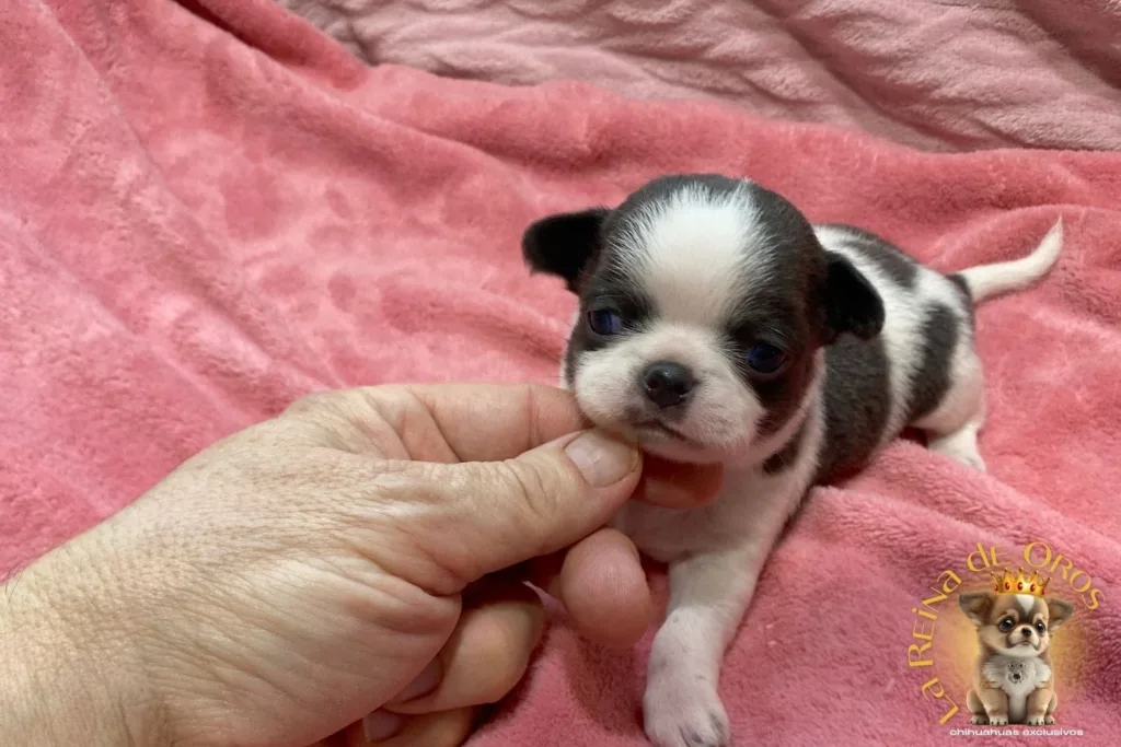 cachorro-chihuahua-menino-criador