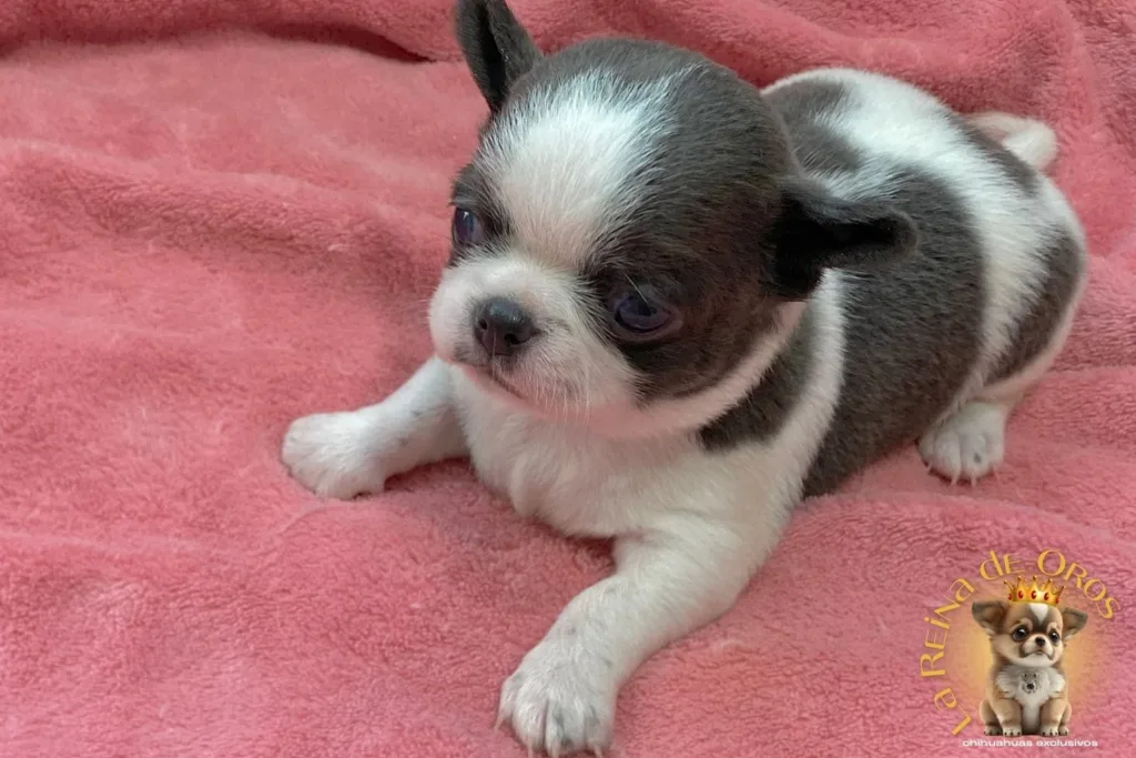 cachorro-chihuahua-menino-disponible