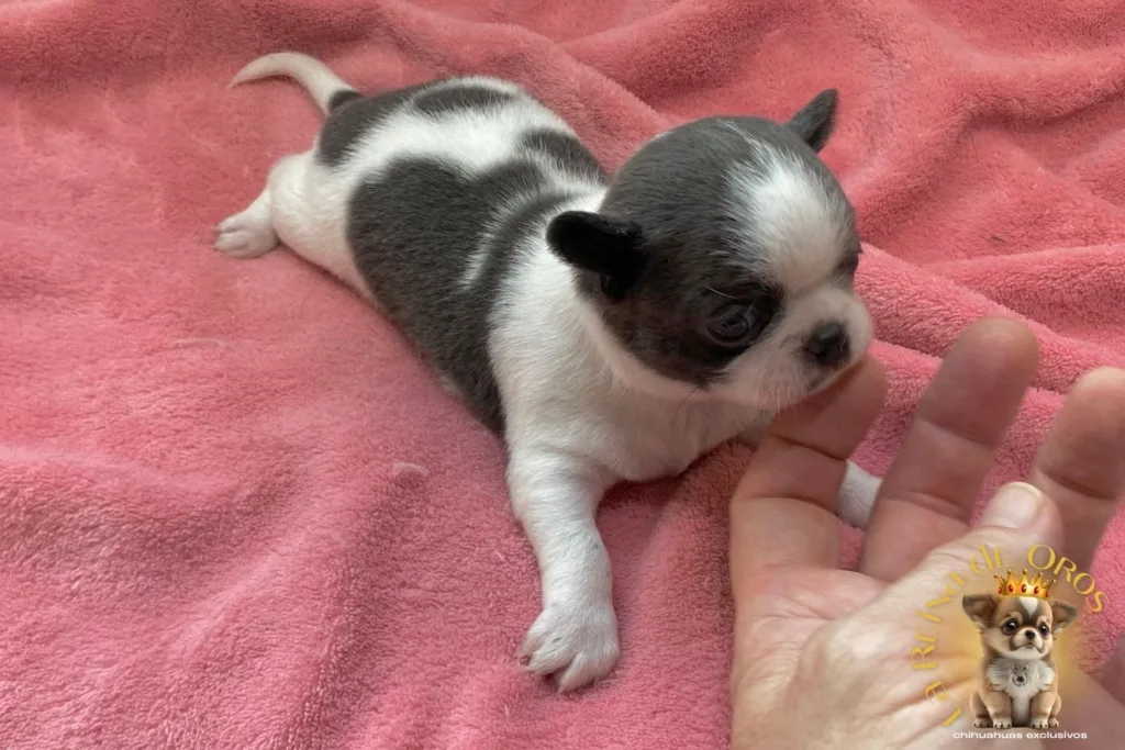 cachorro-chihuahua-menino-en-venta