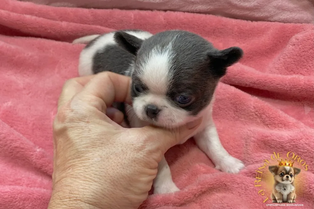 cachorro-chihuahua-menino-linea-rusa