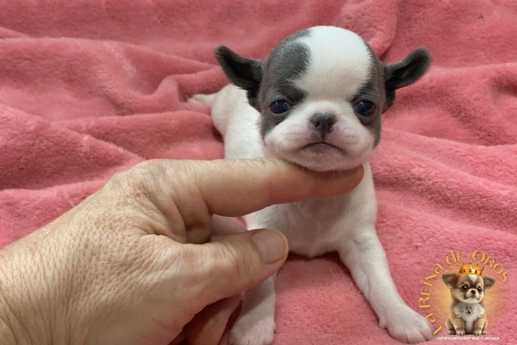 cachorro-chihuahua-minimo