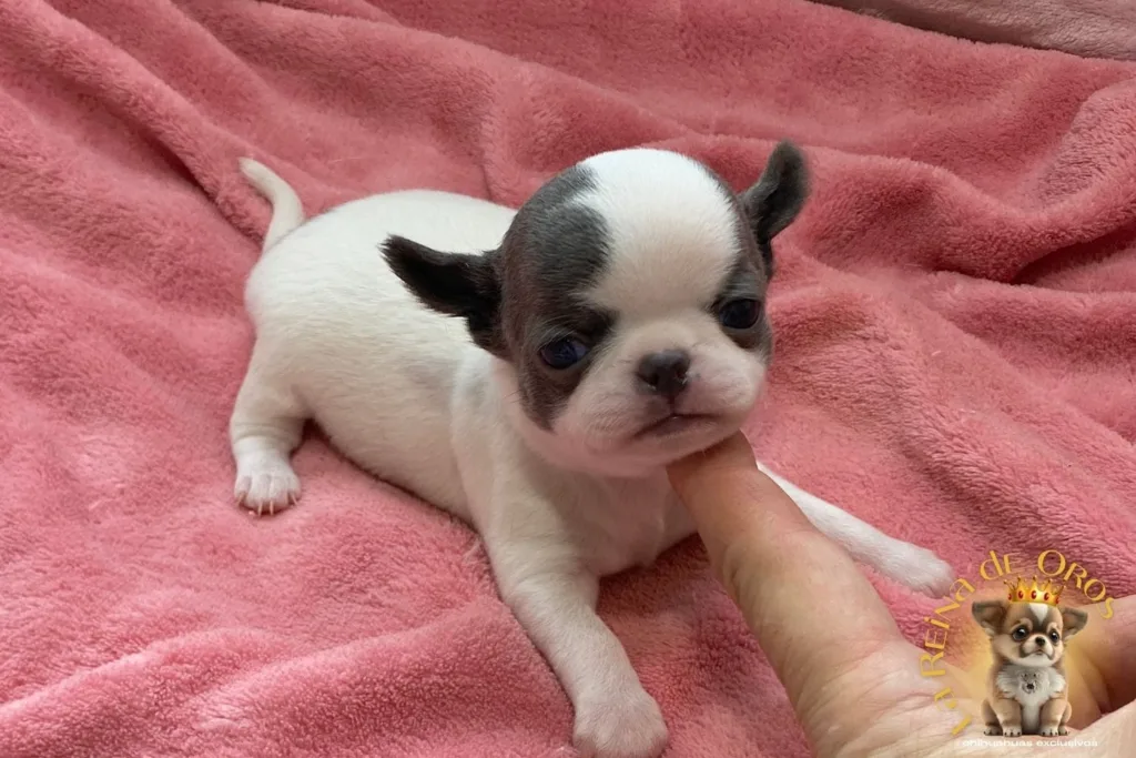 cachorro-chihuahua-minimo-alta-seleccion