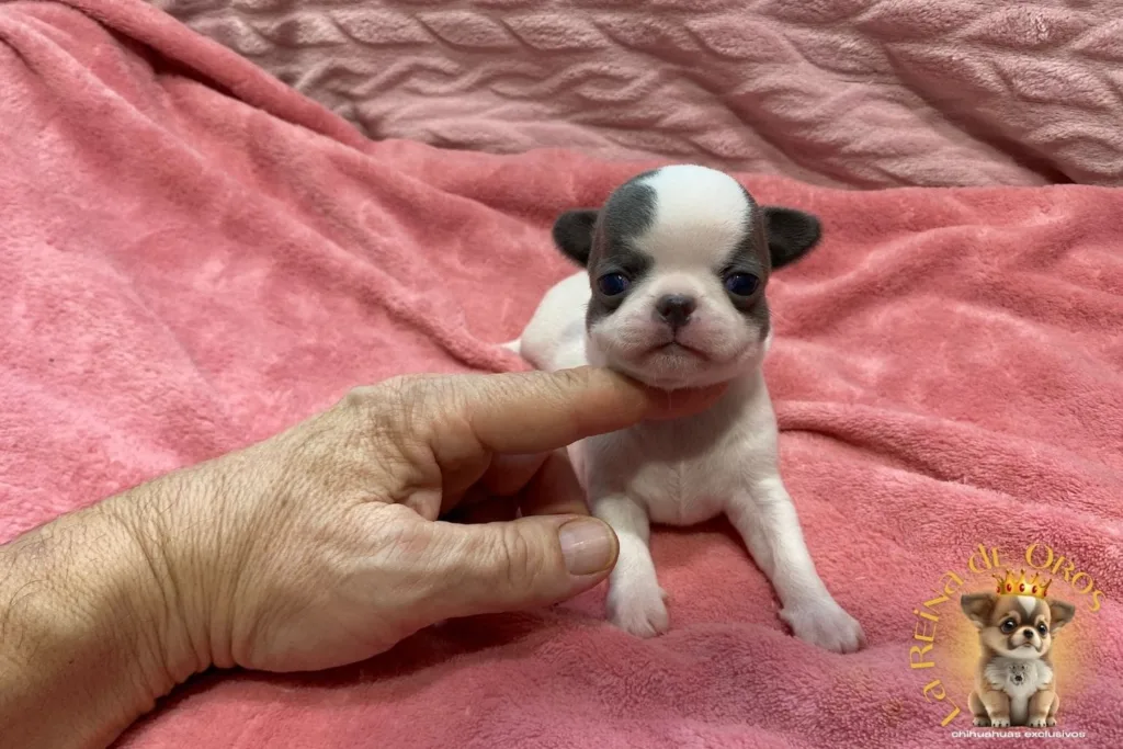 cachorro-chihuahua-minimo-cachorros-venta