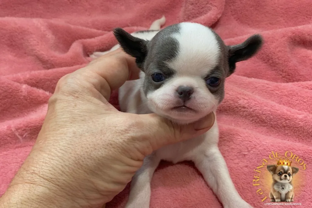cachorro-chihuahua-minimo-criadero