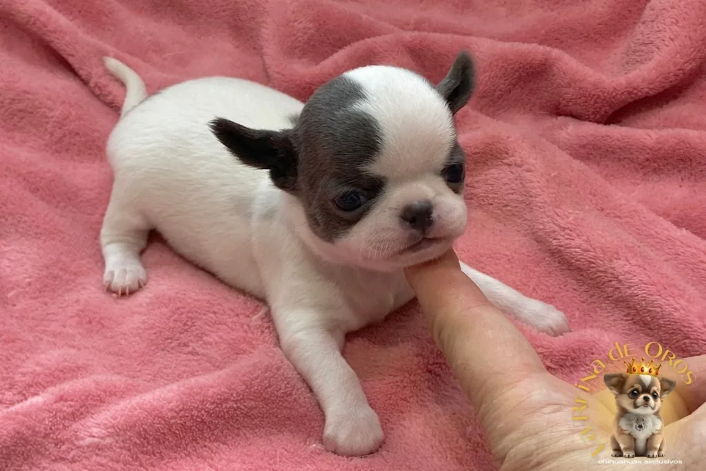 cachorro-chihuahua-minimo-criadores