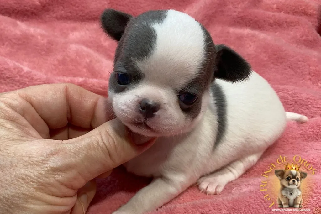 cachorro-chihuahua-minimo-pelo-corto