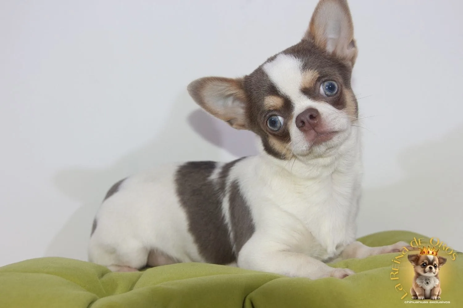 Cachorro Chihuahua Olivier