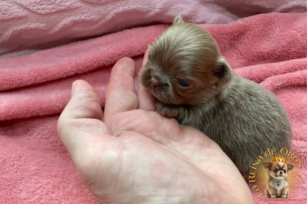 cachorro chihuahua pipo