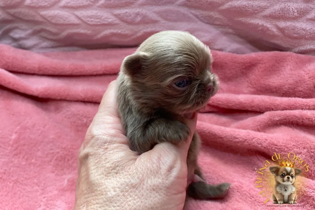 cachorro-chihuahua-pipo-pelo-largo