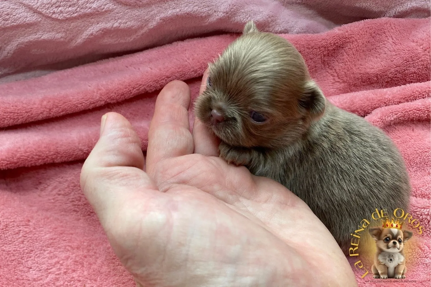 cachorro chihuahua pipo