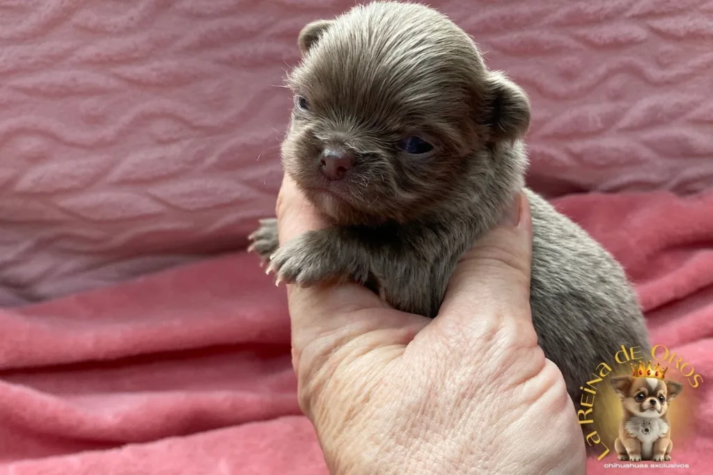 Cachorro Chihuahua Pluto de La Reina de Oros 4 cachorro-chihuahua-pluto