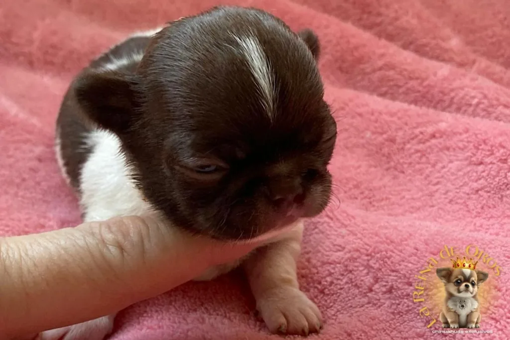 Cachorros Chihuahua Reservados. No te Quedes sin Chihuahua💛 7 cachorro-chihuahua-reservado-candy