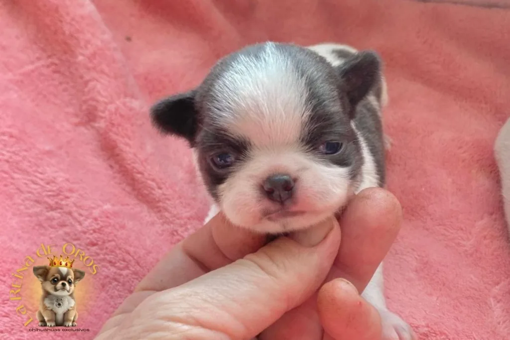 Cachorros Chihuahua Reservados. No te Quedes sin Chihuahua💛 10 cachorro-chihuahua-reservado-india