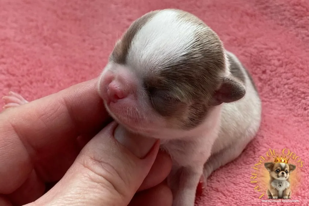 Cachorros Chihuahua Reservados. No te Quedes sin Chihuahua💛 9 cachorro-chihuahua-reservado-lamine