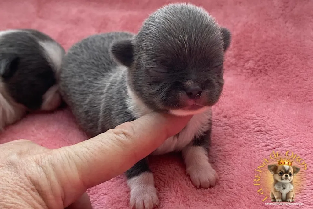 Cachorros Chihuahua Reservados. No te Quedes sin Chihuahua💛 8 cachorro-chihuahua-reservado-lionel