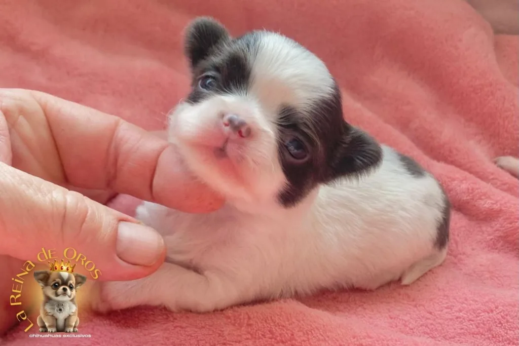 Cachorros Chihuahua Reservados. No te Quedes sin Chihuahua💛 12 cachorro-chihuahua-reservado-menina