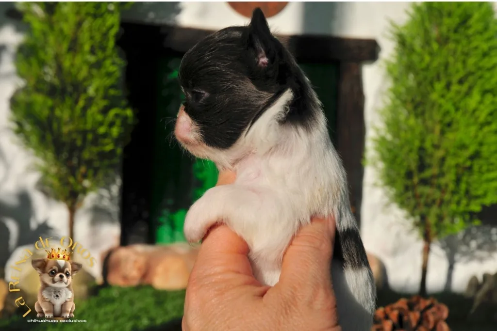 Cachorros Chihuahua Reservados. No te Quedes sin Chihuahua💛 6 cachorros-chihuahua-reservados