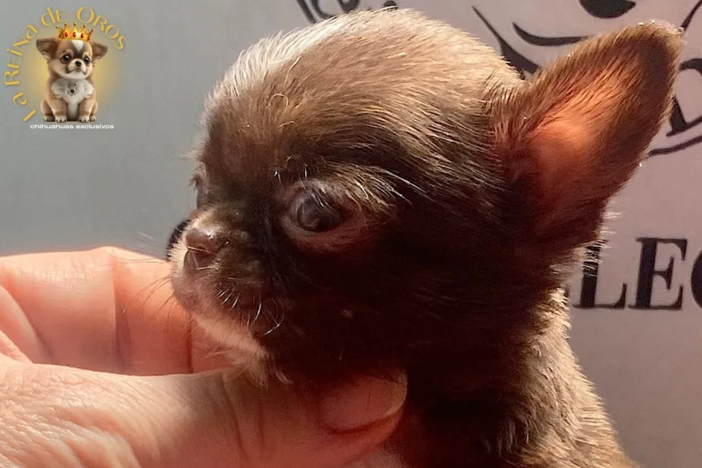 Cachorros Chihuahua Reservados. No te Quedes sin Chihuahua💛 15 cachorros-chihuahua-reservados-la-reina-de-oros