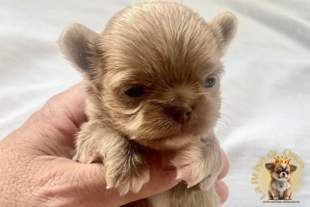 Cachorros Chihuahua Reservados. No te Quedes sin Chihuahua💛 14 cachorros-chihuahua-reservados-lilac