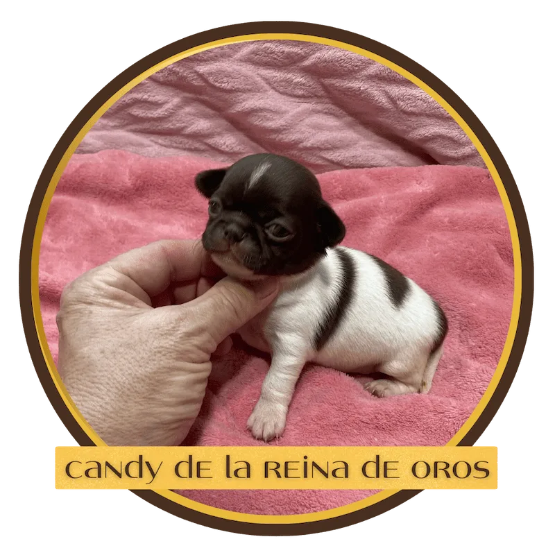 Cachorro Chihuahua Candy de La Reina de Oros 13 candy-hembra-chihuahua