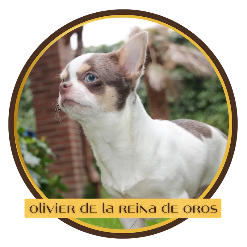 chihuahua olivier
