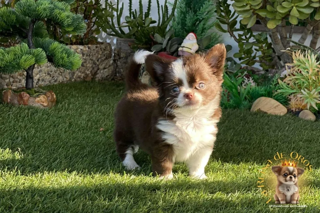 🐾 ¿Qué es un Chihuahua Toy? El Gancho Comercial que Debes Evitar 5 chihuahua-toy