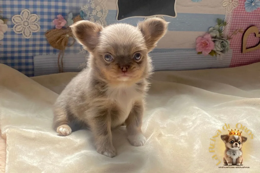 🐾 ¿Qué es un Chihuahua Toy? El Gancho Comercial que Debes Evitar 6 chihuahua-toy-gancho-comercial