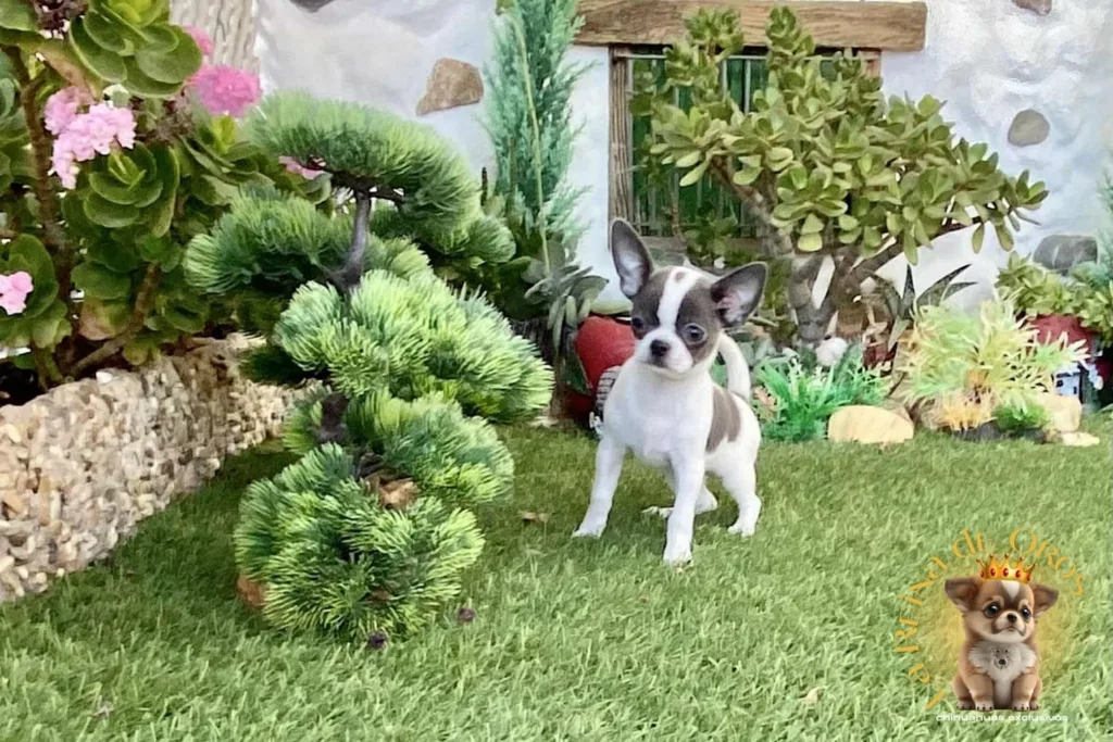🐾 ¿Qué es un Chihuahua Toy? El Gancho Comercial que Debes Evitar 7 chihuahua-toy-miniatura
