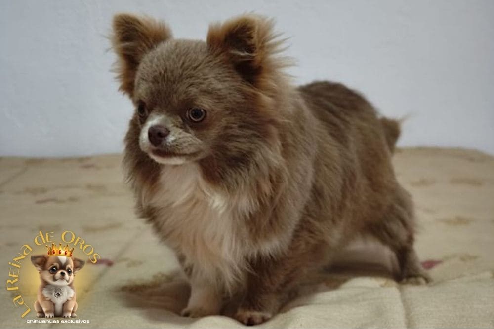 Cliente con cachorro