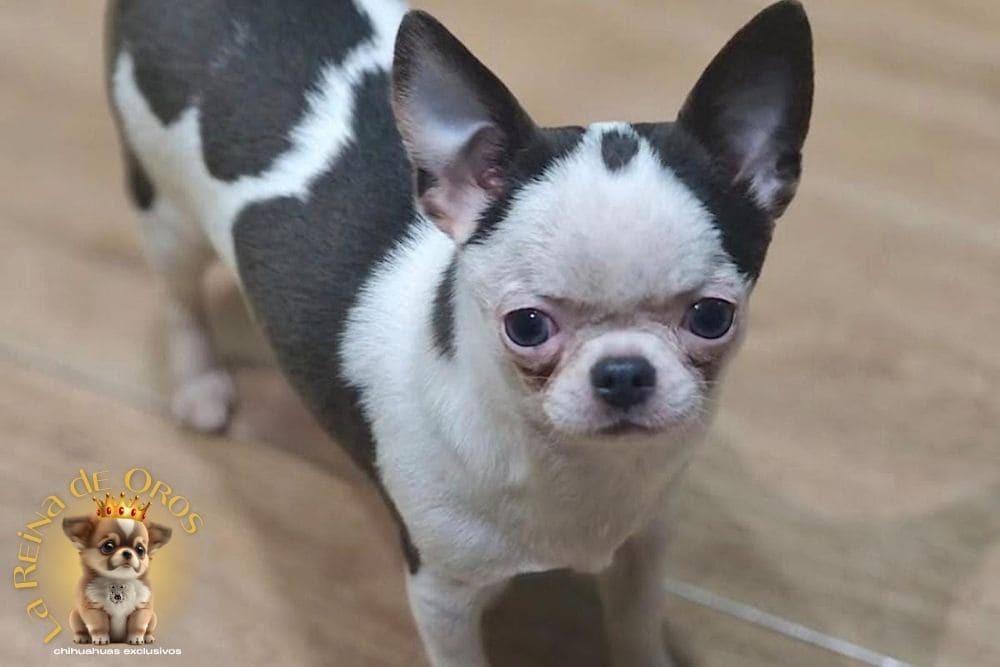 Cliente con cachorro