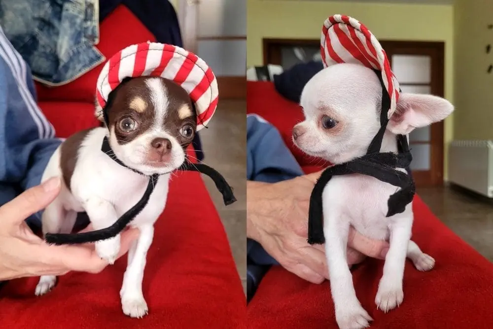 Cliente con cachorro