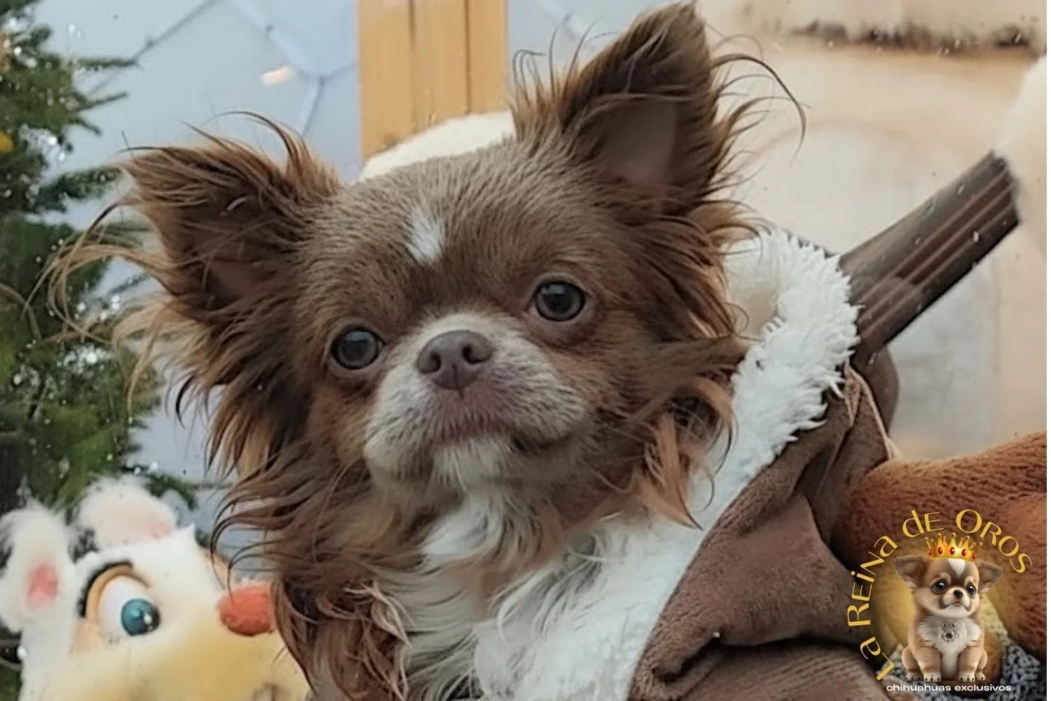 Cliente con cachorro