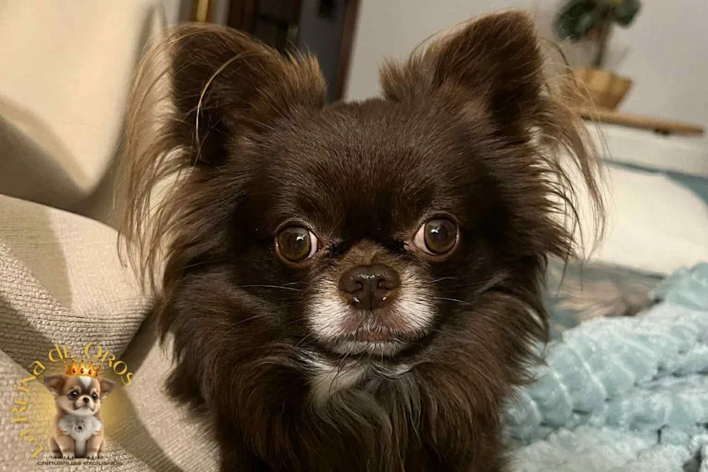 como-es-vivir-con-un-chihuahua-en-casa