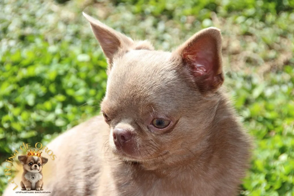 como-es-vivir-con-un-chihuahua-exclusivo