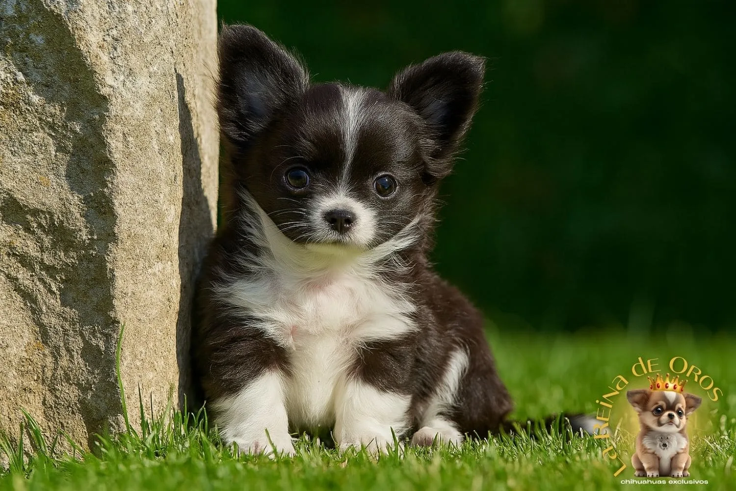 Cómo es vivir con un Chihuahua