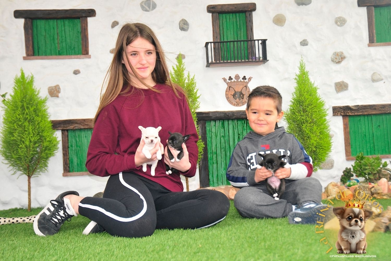 Quiénes somos Chihuahua Exclusivos