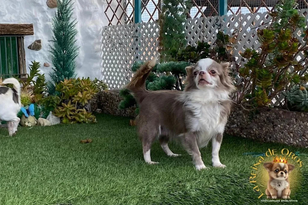 hembra-chihuahua-adulta-Elin-Land-Eden-Of-Flowers hembra-chihuahua-adulta-Elin-Land-Eden-Of-Flowers