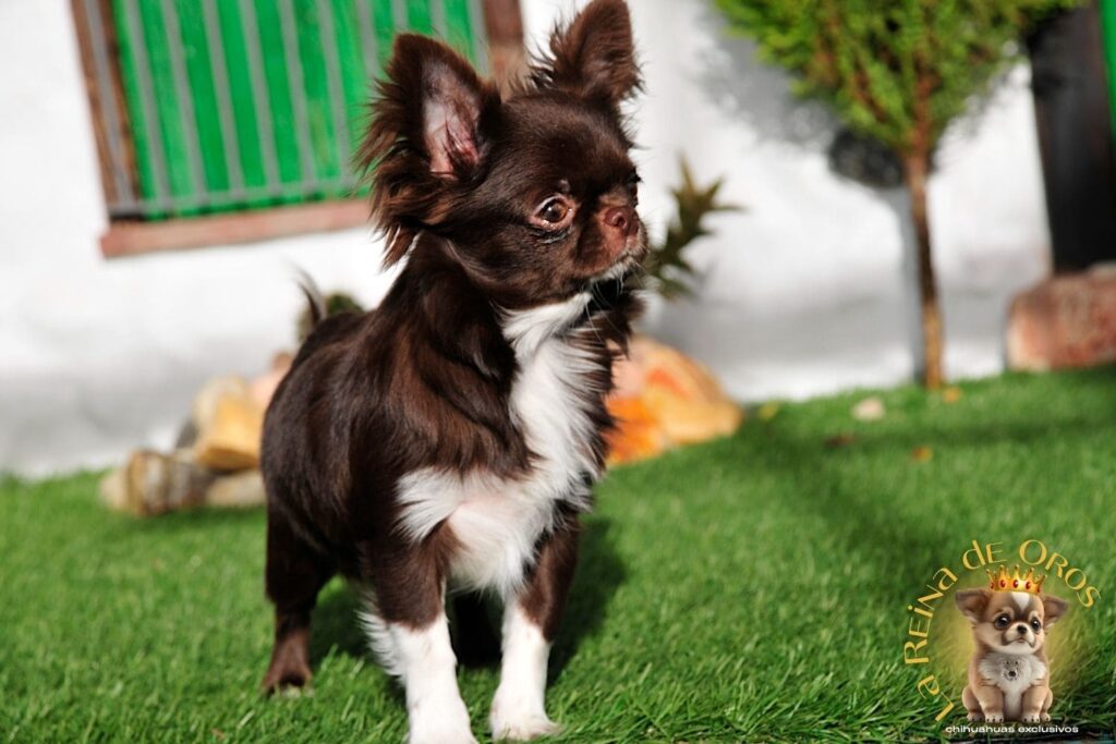 hembra-chihuahua-adulta-astra-vitus-buklya-adn-chihuahuas