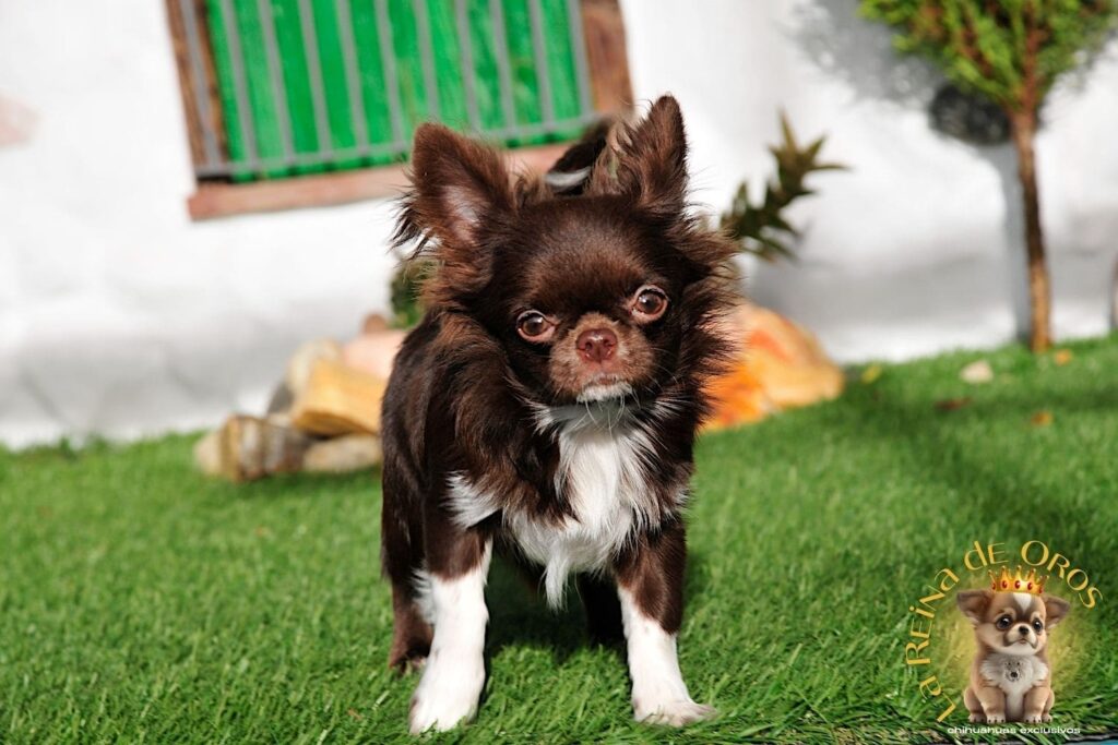 hembra-chihuahua-adulta-astra-vitus-buklya-color-chocolate