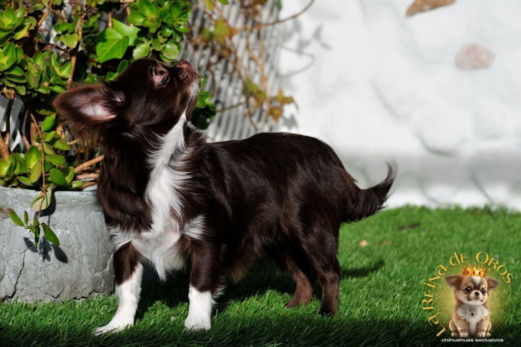 hembra-chihuahua-adulta-astra-vitus-buklya-criadero-raza-chihuahua