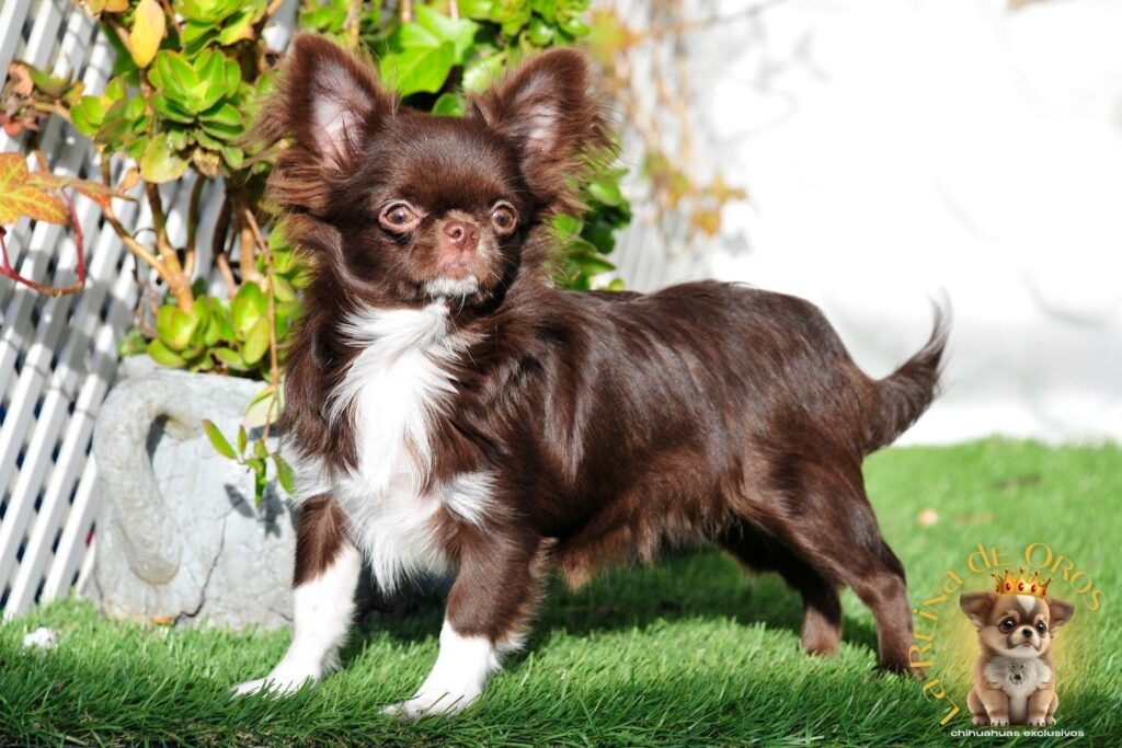 hembra-chihuahua-adulta-astra-vitus-buklya-long-coat