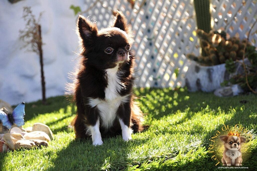 hembra-chihuahua-adulta-astra-vitus-buklya-morro-corto