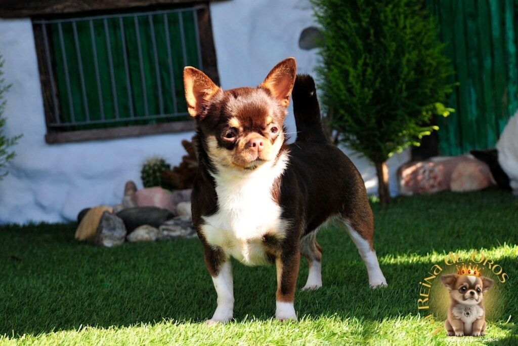 Hembras Chihuahua 16 hembra-chihuahua-adulta-chuika-joker-de-can-chocolate