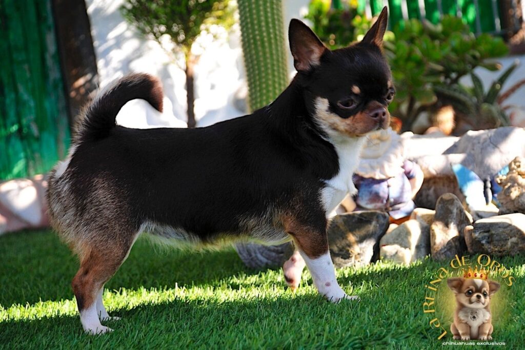 hembra-chihuahua-adulta-chuika-joker-de-can-pedigree