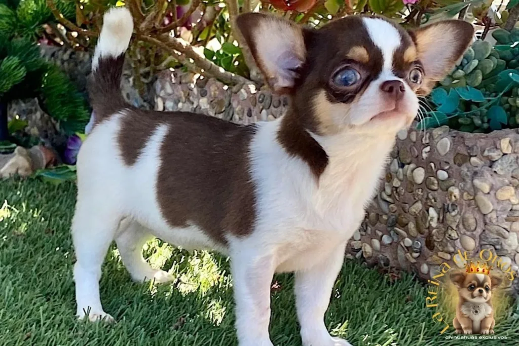 hembra-chihuahua-adulta-esme hembra-chihuahua-adulta-esme