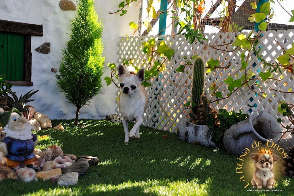 hembra-chihuahua-adulta-holly-samedino-alta-seleccion