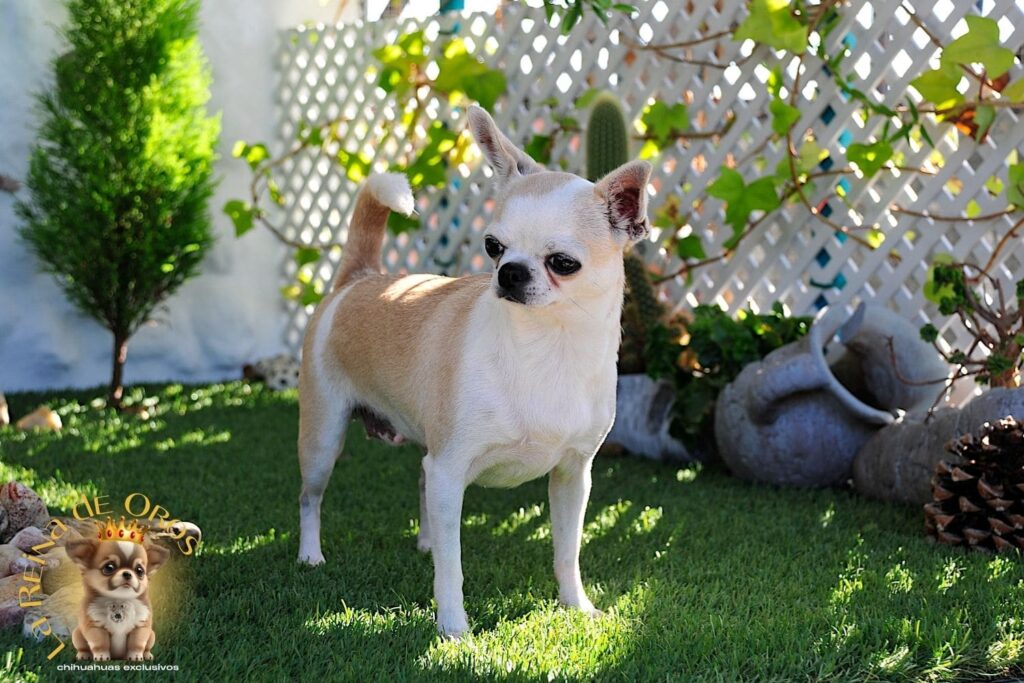 hembra-chihuahua-adulta-holly-samedino-criadero-chihuahuas