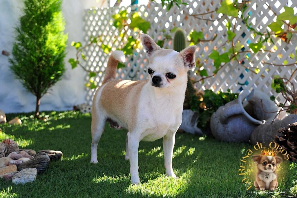 hembra-chihuahua-adulta-holly-samedino-espectacular