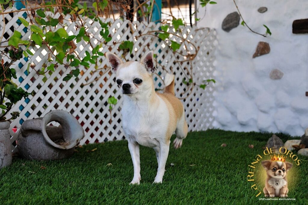 hembra-chihuahua-adulta-holly-samedino-morrito-corto